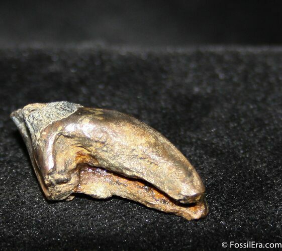 triceratops teeth for sale